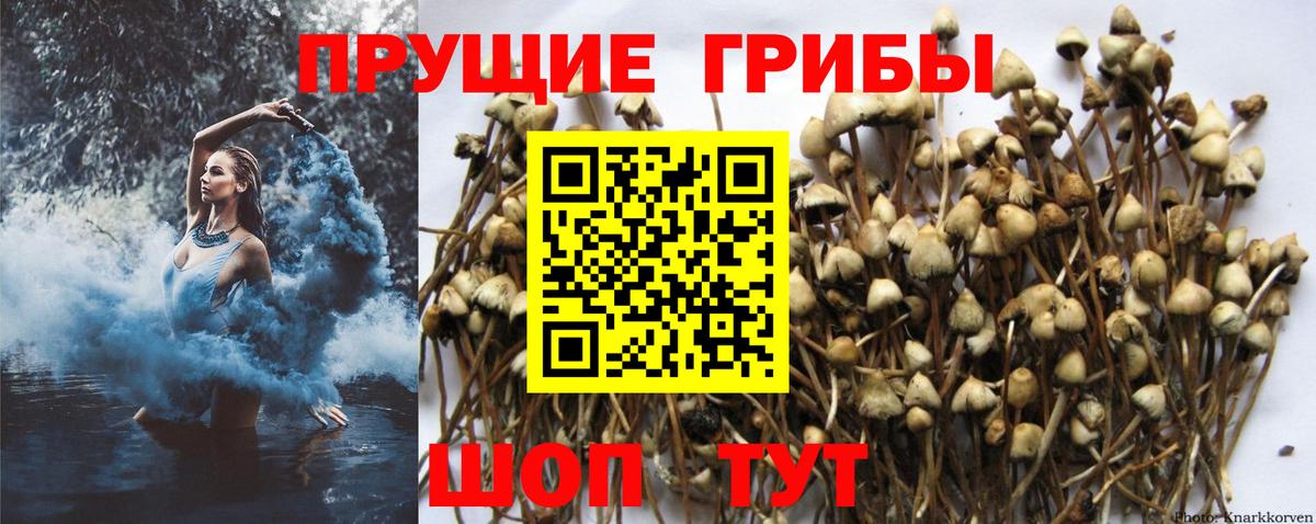 Воткинск  Псилоцибиновые грибы Psilocybine cubensis  Вход с VPN 